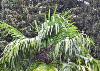 В Сочи ожидаются дожди, грозы и метровые волны 3 мая