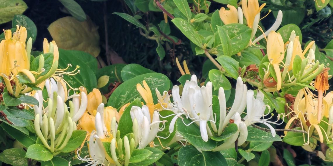 В Сочи цветет растение, которое в народе называют «серебро и золото»