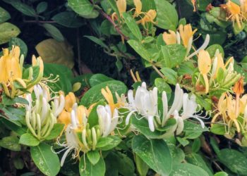 В Сочи цветет растение, которое в народе называют «серебро и золото»