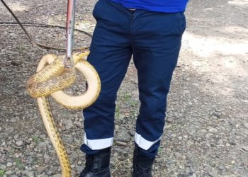 На винограднике и в раковине: на Кубани змеи начали «выходить в люди»