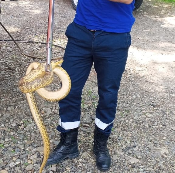 На винограднике и в раковине: на Кубани змеи начали «выходить в люди»