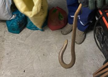 В Новороссийске змея заползла в подвал и напугала жителей