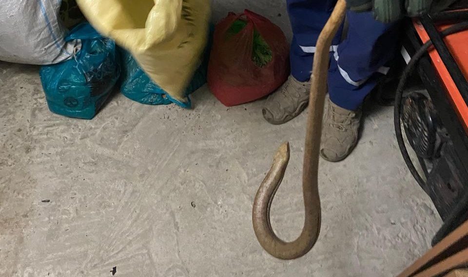 В Новороссийске змея заползла в подвал и напугала жителей