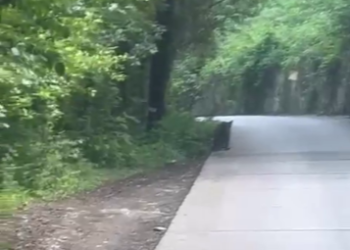 Ученый Кудактин раскрыл, как обезопасить себя от «косолапых пришельцев» в Сочи