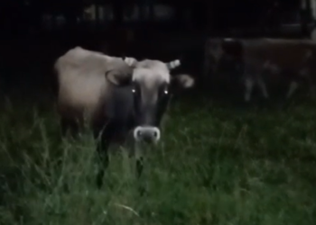 В Сочи безнадзорный скот на улицах представляет реальную угрозу для всех