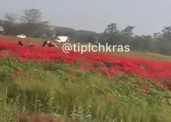 Танцовщица с формами на шесте среди макового поля в Краснодаре взорвала соцсети