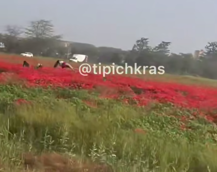 Танцовщица с формами на шесте среди макового поля в Краснодаре взорвала соцсети