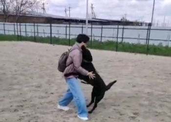 В приюте Краснодара женщине вернули её же пропавшего пса как бездомного