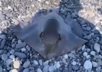 В Сочи рыбак выловил редкого ската в Чёрном море