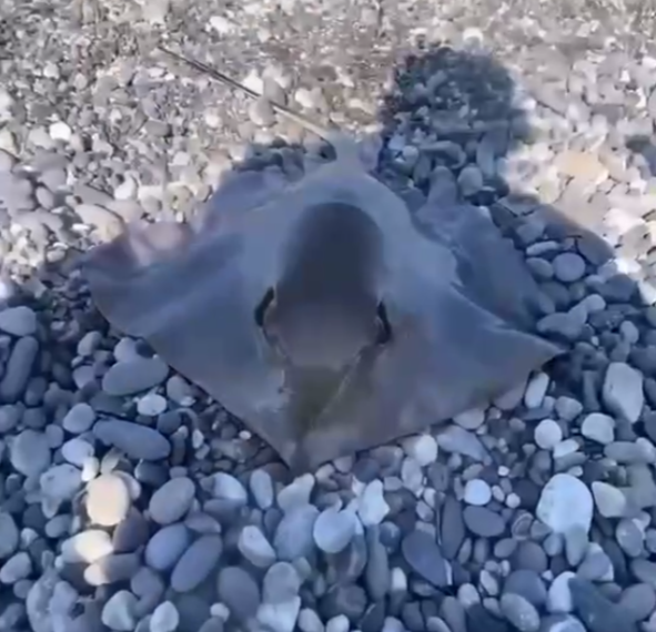 В Сочи рыбак выловил редкого ската в Чёрном море