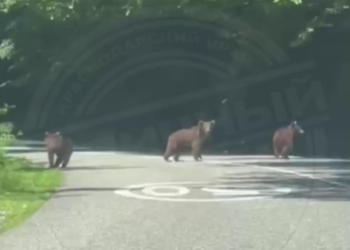 Три медвежонка гуляли по дороге в сочинском поселке – кадры очевидцев