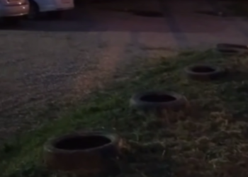 В Краснодаре уничтожили саженцы деревьев во время покоса