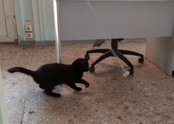 Турецкий кот-путешественник, застрявший в морпорту Новороссийска, бросит корни в России