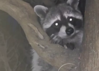 Специалисты советуют держаться подальше от очаровательных диких енотов в Сочи