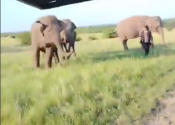 Слоны замечены у трассы Сызрань-Саратов: цирковые артисты направляются в Сочи