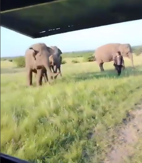 Слоны замечены у трассы Сызрань-Саратов: цирковые артисты направляются в Сочи