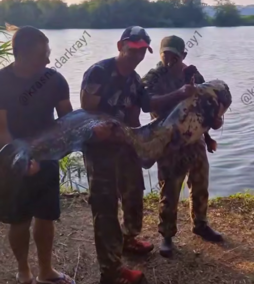 Рыбаки в Динском районе Кубани поймали гигантского сома весом около 54 кг