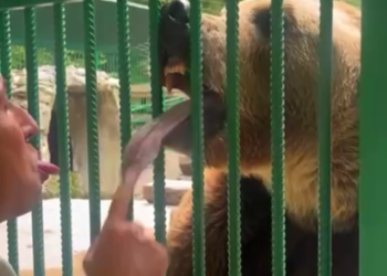 Танцевал и показывал язык: медведь Винни встретился со своими спасителями в Сочи