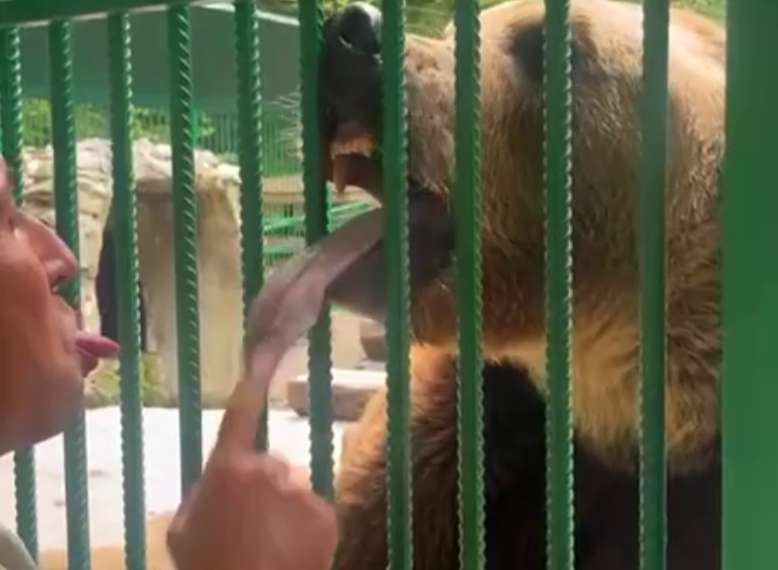Танцевал и показывал язык: медведь Винни встретился со своими спасителями в Сочи