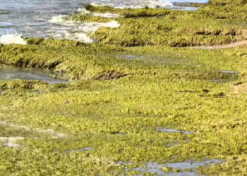 Блогер Маковозов снял на видео атакованные камкой пляжи в Анапе