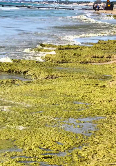 Блогер Маковозов снял на видео атакованные камкой пляжи в Анапе