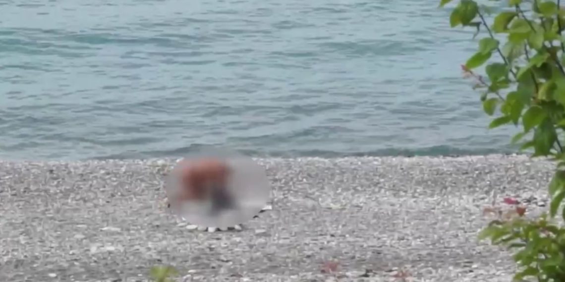 Не все прелести надо показывать: сочинского нудиста «прикрыли» протоколом