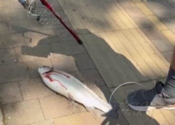 Сочинцы ловят форель голыми руками после сильного шторма