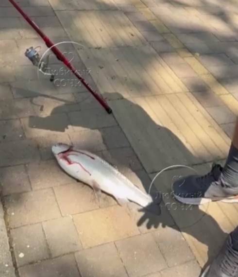 Сочинцы ловят форель голыми руками после сильного шторма