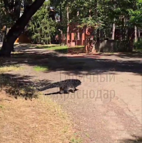 В Краснодаре сняли на видео диковинного зверя