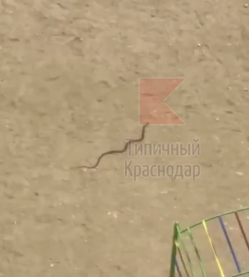 Ползучий случай: змея устроила переполох во дворе на Сормовской в Краснодаре