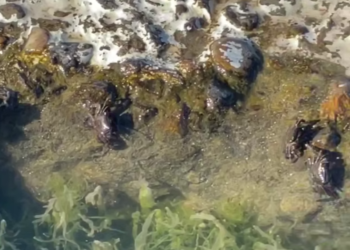 В Сочи нашли необычный «крабовый бассейн» у морского порта