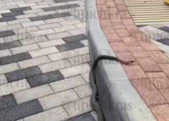 Жители ЖК «Элегант» в Краснодаре в панике: во дворе обнаружили змей