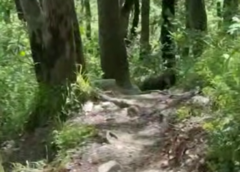 В Красной Поляне Сочи участились встречи туристов с медвежьей семьёй