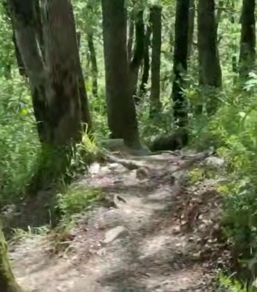 В Красной Поляне Сочи участились встречи туристов с медвежьей семьёй