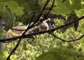 В Сочи туристка встретила медведя на тропе к Ачипсинским водопадам