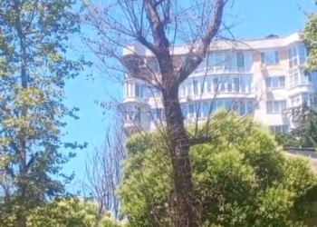 Жители Сочи опасаются падения сухого дерева в микрорайоне Ареда