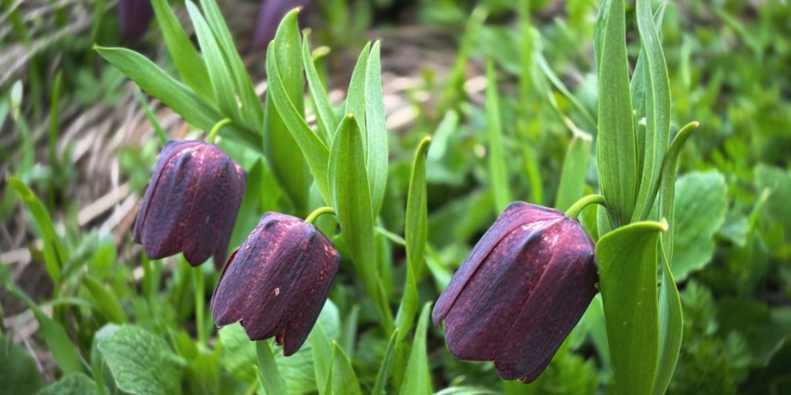 В Сочи появились загадочные черные цветы