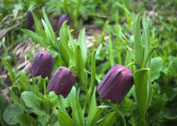 В Сочи появились загадочные черные цветы