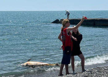 Подростки сфотографировались с погибшим дельфином на фоне моря в Сочи