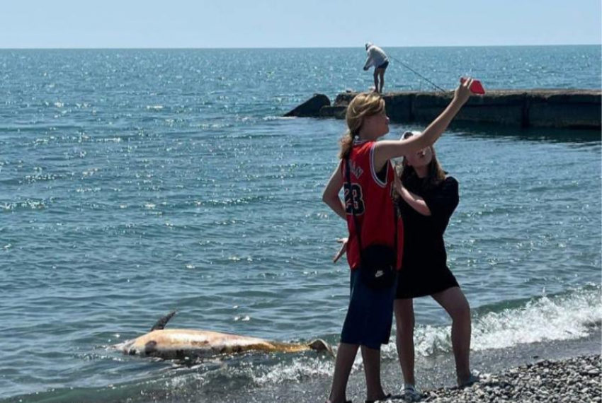 Подростки сфотографировались с погибшим дельфином на фоне моря в Сочи