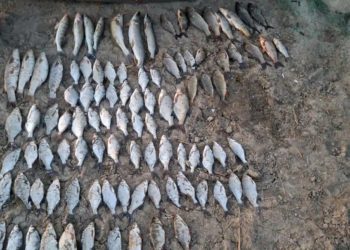 Спецоперация «Путина-2025» ударила по браконьерам на Кубани