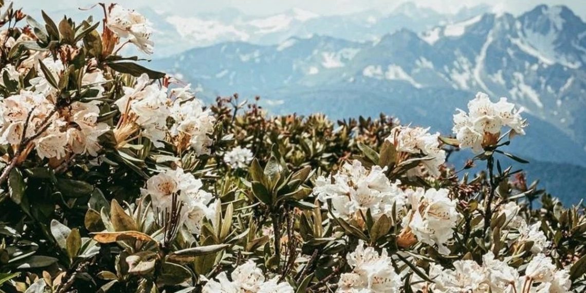 Цветы, которые лучше не трогать: рододендроны распустились в Сочи