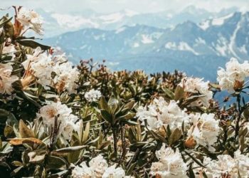 Цветы, которые лучше не трогать: рододендроны распустились в Сочи