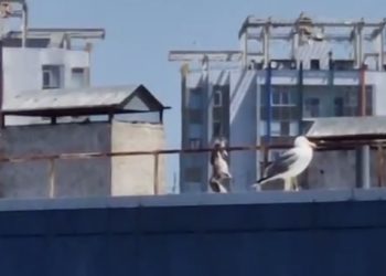 В Анапе спасли застрявшую на крыше больницы чайку