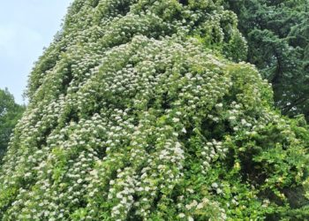 Цветущая в Дендрарии Сочи роза-верхолазка выбрала себе в качестве опоры кипарис