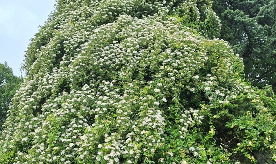 Цветущая в Дендрарии Сочи роза-верхолазка выбрала себе в качестве опоры кипарис