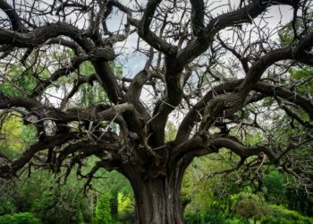 В Ботаническом саду Краснодара обнаружено опасное дерево, угрожающее посетителям