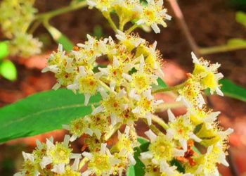 Пахнет мазью Вишневского и нашатырным спиртом: в Сочи цветет «дерево-бритва»