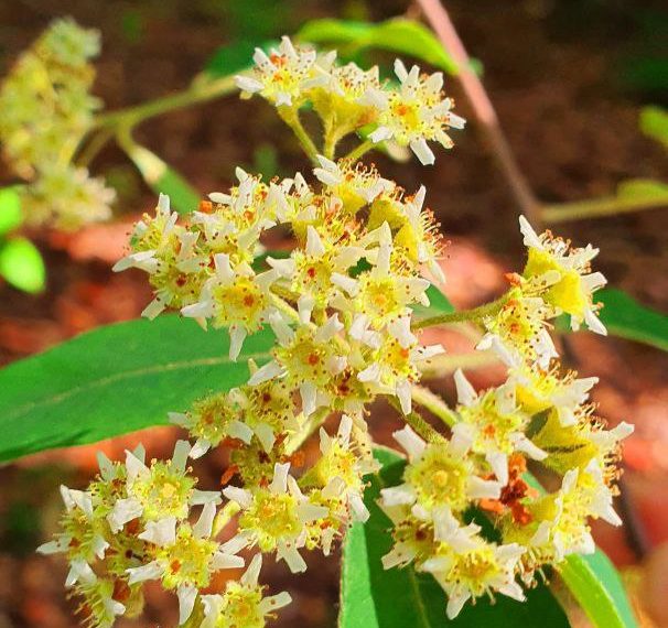Пахнет мазью Вишневского и нашатырным спиртом: в Сочи цветет «дерево-бритва»