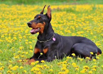 В Новороссийске доберман напал на 14-летнего подростка